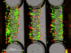 Bildquelle: NMI, T&uuml;bingen