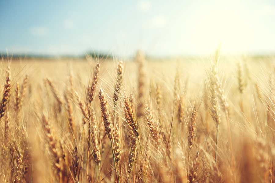 Goldenes Weizenfeld und sonniger Tag Goldenes Weizenfeld und sonniger Tag