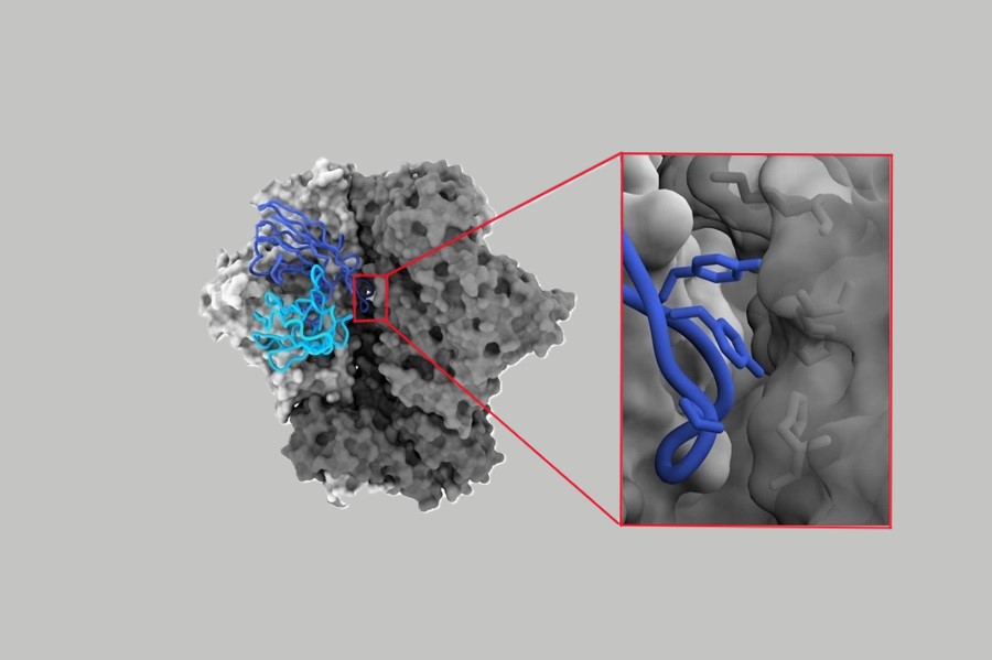Bindung des Antikörpers 04_A06 an die Hülle des HI-Virus.