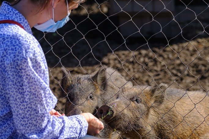 Eine Frau mit Mundschutz steht vor einem Zaun und füttert zwei Wildschweine.