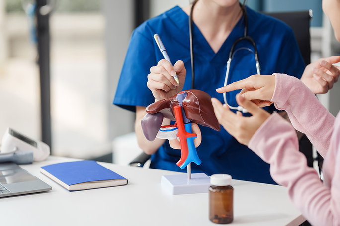 Frau in Laborkleidung erklärt etwas anhand eines Leber-Modells