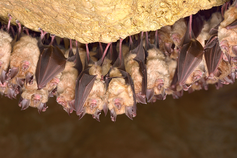 Fledermaeuse