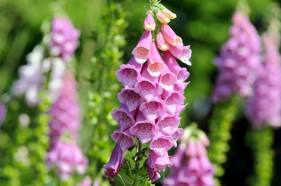 Roter Fingerhut (Digitalis purpurea)