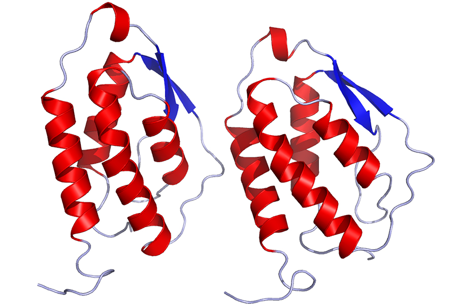 Grafische Darstellung des Botenstoffs GM-CSF in den Farben rot, blau und grau. 