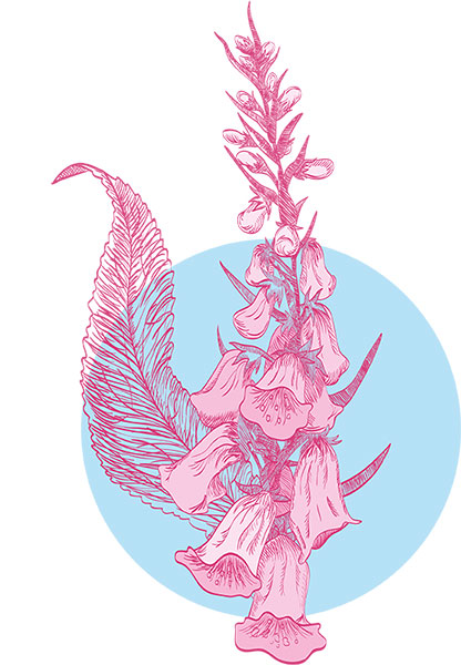 Roter Fingerhut (Digitalis purpurea) 
