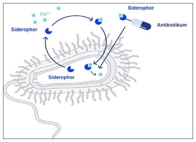 Antibiotika werden an Siderophore gebunden und zusammen mit Eisen in die Bakterien transportiert.