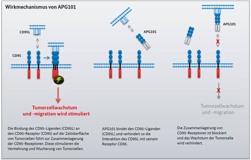Bildquelle: modifiziert nach APOGENIX GmbH