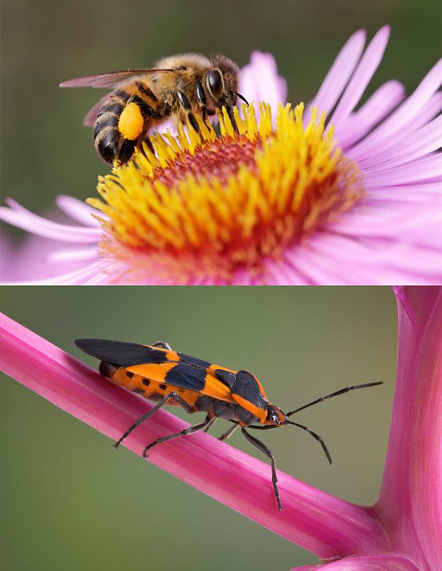 Die Honigbiene (oben) und auch die Milchkrautwanze (unten) bilden antimikrobielle Peptide.