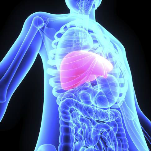 Die Leber „merkt“ sich offenbar ihr Alter. Auch nach einer Di&auml;t konnten sich die Zellen nicht wieder verj&uuml;ngen.