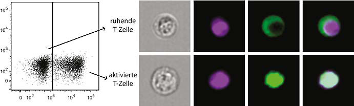 Mithilfe einer Kombination verschiedener Verfahren lassen sich aktivierte und ruhende T-Zellen im Blut des Menschen nachweisen.