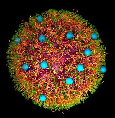 Schematische Darstellung eines Nanopartikels mit Wirkstoffbeladung im Inneren (lila) und spezifischen Farbmarkierungen auf der Partikeloberfl&auml;che (blaue Punkte).
