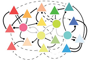 Spezifische neuronale Netzwerke: Durch Seherfahrung verstärken sich Verbindungen zwischen Nervenzellen, die auf ähnliche Reize reagieren (dicke Striche), während andere Verknüpfungen abgeschwächt werden (dünne Striche).