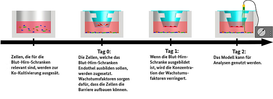 Grafische Darstellung des Testsystems zur Blut-Hirn-Schranke