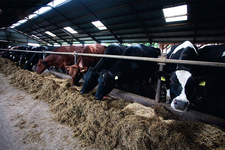 Aktuelle Ergebnisse zeigen: Auch Tiere – und hier besonders landwirtschaftlich genutzte Tiere – können multiresistente Keime tragen. Foto: "Shutterstock: Ints Vikmanis" 
