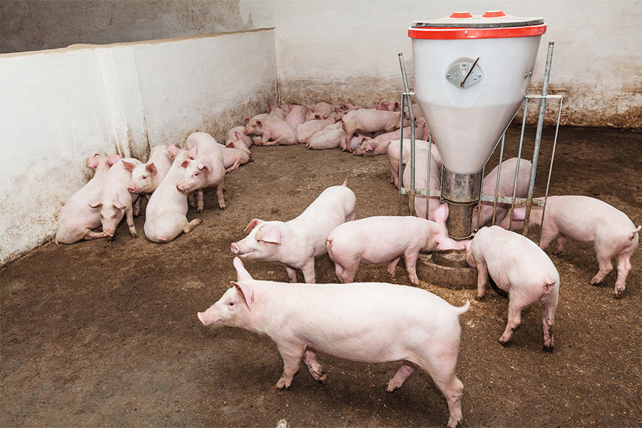 Noch ist unklar, ob durch die Verbreitung multiresistenter Bakterien in der Landwirtschaft tatsächlich ein Gesundheitsrisiko für die Verbraucherinnen und Verbraucher entsteht. Foto: fotolia: Igrik