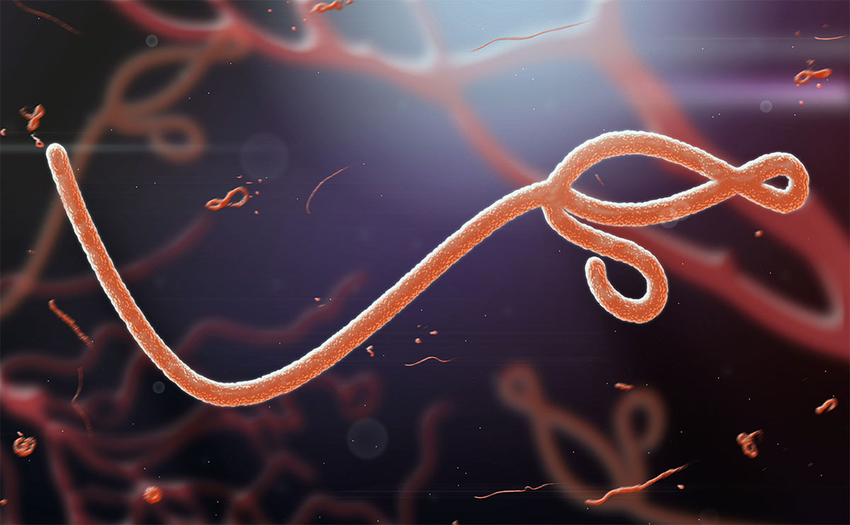 Gegen das EbolaVirus gibt es möglicherweise demnächst einen Impfstoff.