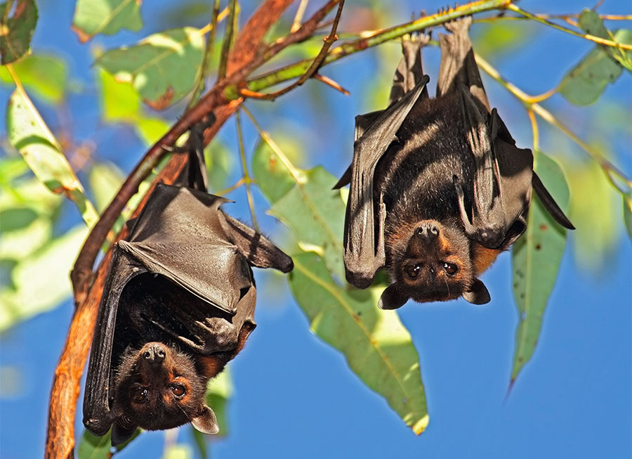 Ebola ist eine Zoonose. Das heißt, Ebola hat ihren Ursprung im Tierreich. Das Virus lebt beispielsweise in Flughunden und wird auch von Tieren auf Menschen übertragen.