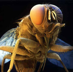 Bildquelle: Michael Duszenko, University of T&uuml;bingen