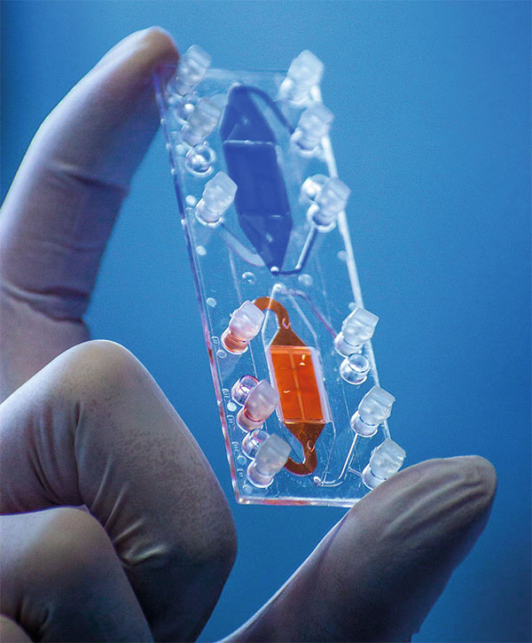Zwischen Daumen und Zeigefinger wird ein Plastikträger hochgehalten, auf dem zwei Mini-Organe passen