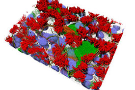 Eine 3D-Darstellung menschlicher Atemwegs-Zellkulturen, welche die Komplexität der Zellstruktur in den Atemwegen nachahmen