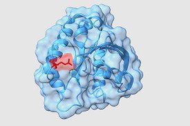Modell des ARF1-Gens mit der selten vorkommenden Mutation R99