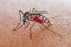 Eine Mücke saugt Blut 