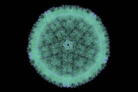 Bild des Zytomegalievirus