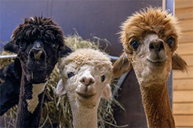 Alpakas