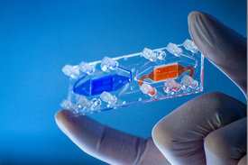 Zwischen Daumen und Zeigefinger wird ein Plastikträger hochgehalten, auf dem zwei Mini-Organe passen.