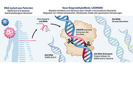 CRISPR-Entdeckung aus Würzburg bereitet Weg für neuartiges Corona-Testverfahren