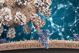 Die neuen Algorithmen sagen voraus, wie das Coronavirus mit den Rezeptoren auf menschlichen Zellen (unten) wechselwirkt. 