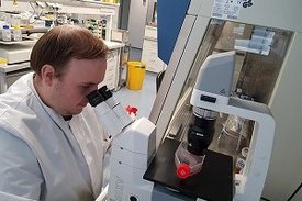 Dr. Markus Hoffmann begutachtet eine Zellkultur unter dem Mikroskop.