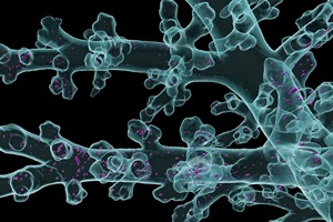Die Bildgebungsplattform LungVis 1.0 deckt auf, wie inhalierte Medikamente und Nanopartikel mit Lungenzellen interagieren
