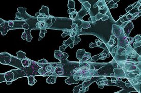 Die Bildgebungsplattform LungVis 1.0 deckt auf, wie inhalierte Medikamente und Nanopartikel mit Lungenzellen interagieren