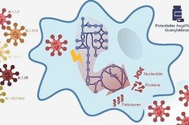 Grafik zu SARS-Cov-2