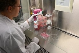 In der Zellkulturwerkbank pipettiert eine Wissenschaftlerin 