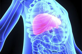 Die Leber „merkt“ sich offenbar ihr Alter. Auch nach einer Diät konnten sich die Zellen nicht wieder verjüngen.