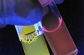 Im Schwarzlicht wird die Leuchtkraft der Nanopartikel sichtbar.