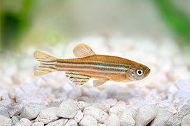 Klein und unscheinbar: Der Zebrafisch ist ein beliebter Modellorganismus in der Genetik und der Entwicklungsbiologie.