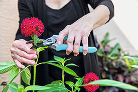 Eine Frau schneidet Blumen. Ihre Fingergelenke sind aufgrund einer rheumatischen Erkrankung verformt.