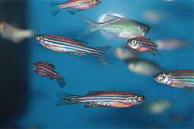 Schwimmende Zebrafische