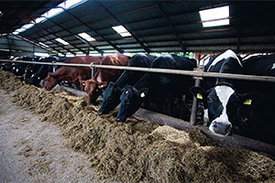 Aktuelle Ergebnisse zeigen: Auch Tiere – und hier besonders landwirtschaftlich genutzte Tiere – können multiresistente Keime tragen.