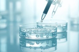 Mit KI generierte Darstellung kleiner kugelförmiger Zellgebilde, die mit einer Pipette in eine Petrischale eingebracht werden. 
