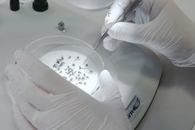Petrischale voller Stechmücken und einer Pinzette, die von zwei Händen in Laborhandschuhen gehalten wird