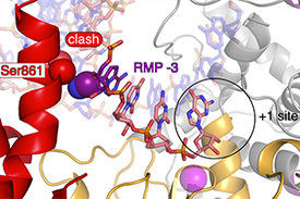 Das Covid-19-Medikament Remdesivir (violett) wird während des Kopiervorgangs in die neue RNA-Kette eingebaut und unterdrückt die Verdopplung des Corona-Erbguts.  