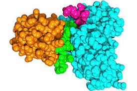 Das SUD-Protein des SARS-Coronavirus (orange) bildet einen Komplex mit dem menschlichen Protein Paip-1 (hellblau). Die besonders stark wechselwirkenden Elemente der beiden Proteine sind grün (SUD) bzw. violett (Paip-1) dargestellt.