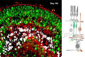 Zellschichten in Retina-Organoiden.