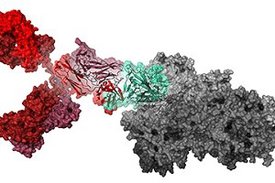 Struktur von COR-101 (rot), der an die Rezeptorbindestelle (grün) des Spike-Proteins (grau) von SARS-CoV-2 bindet.