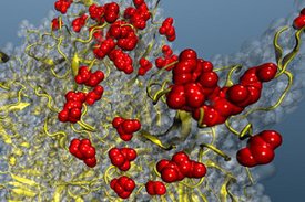 Strukturmodel des Spike-Proteins von SARS-CoV-2. Die Stellen, an denen die Struktur von Omikron Veränderungen zeigt, sind rot markiert. 