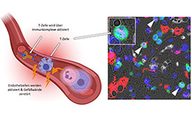 T-Zellen bei COVID-19